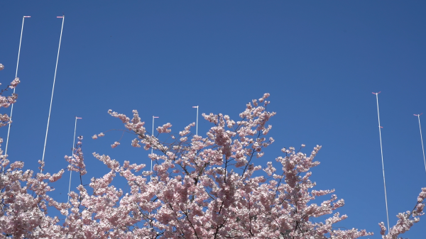 Susanne Hofer, And also the Trees, 2021, Videostill