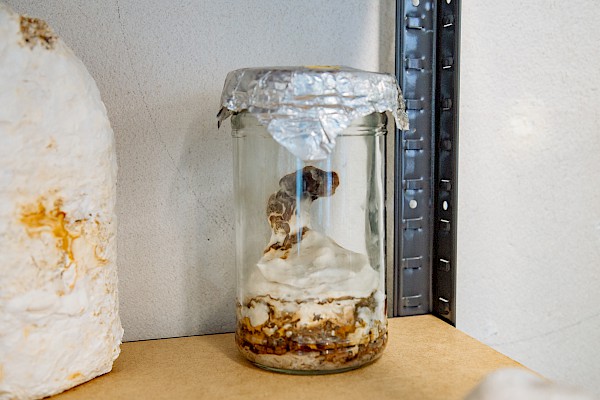 Pilzkulturen, Foto Pearlie Frisch