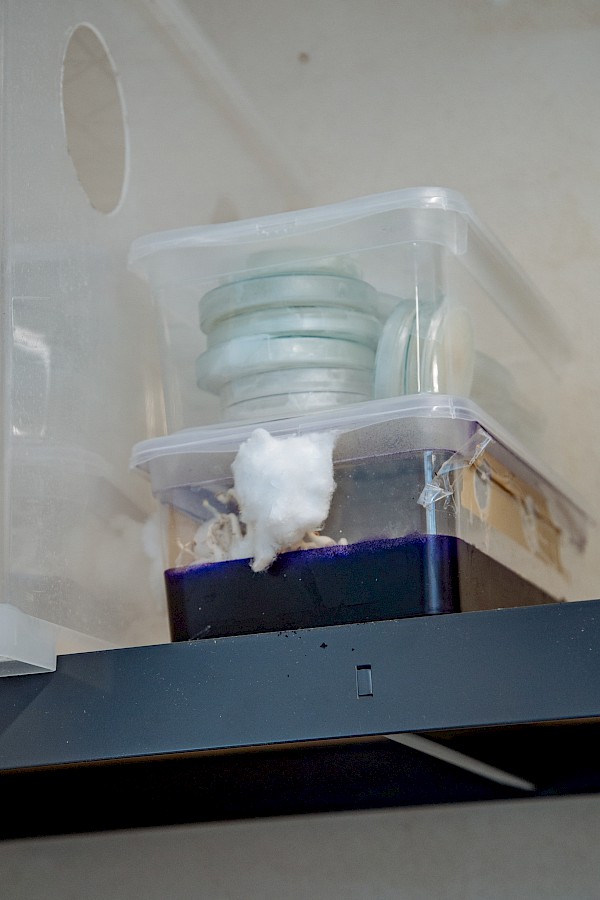 Pilzkulturen, Foto Pearlie Frisch